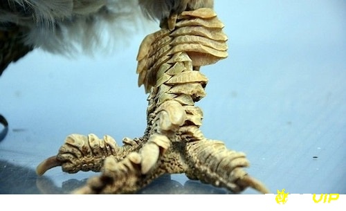 Đôi chân của gà vảy rồng có rất nhiều vảy cứng bao phủ